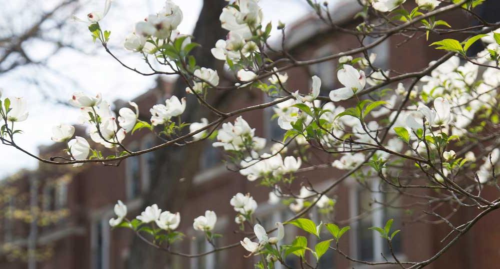 A tree flowers on North Manchester Campus